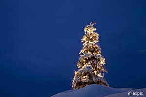weihnachtsbaum_im_schnee1